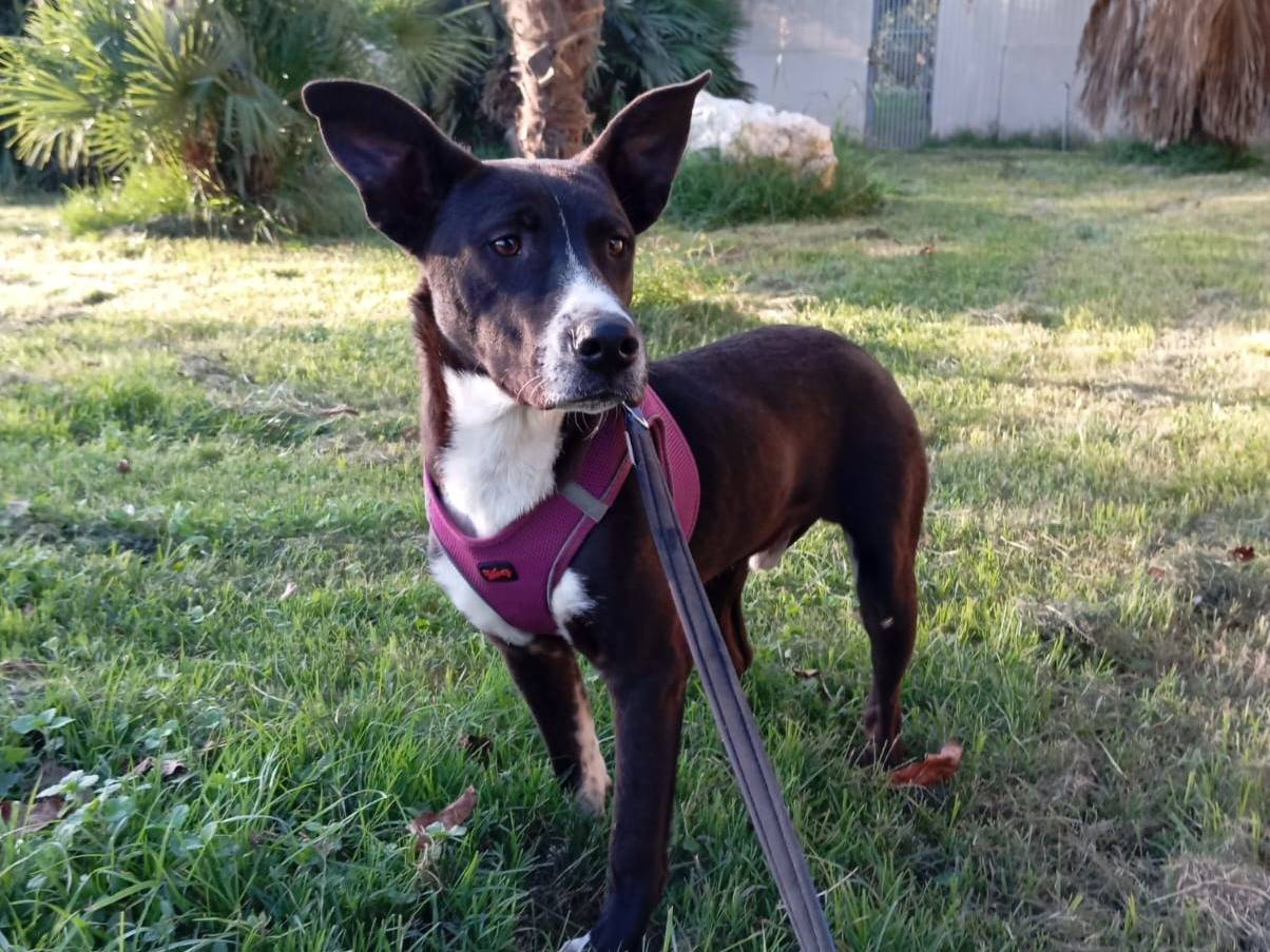 Adotta un cane, maschio, 1 anno e 1 mese, Caserta