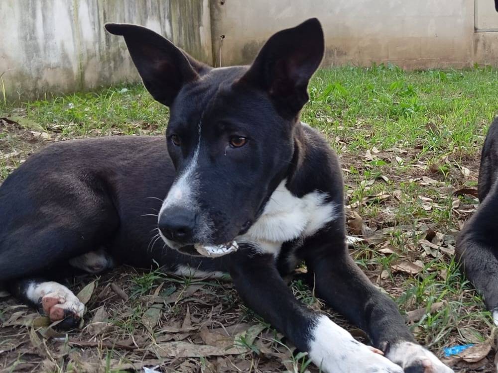 Adotta il cane Pepe a Caserta