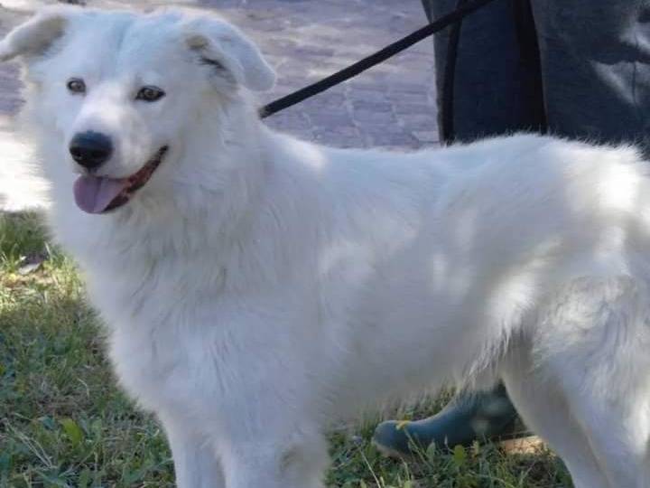 Adotta un cane, taglia media, maschio, Viterbo