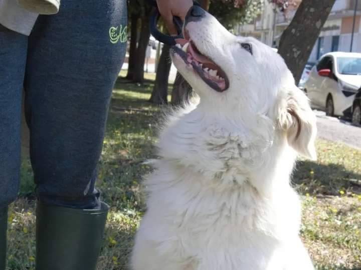 Adotta il cane Oreste a Viterbo