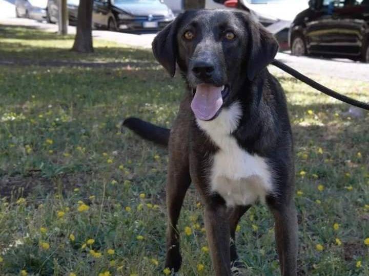 Adotta un cane, femmina, 1 anno e 8 mesi , Viterbo
