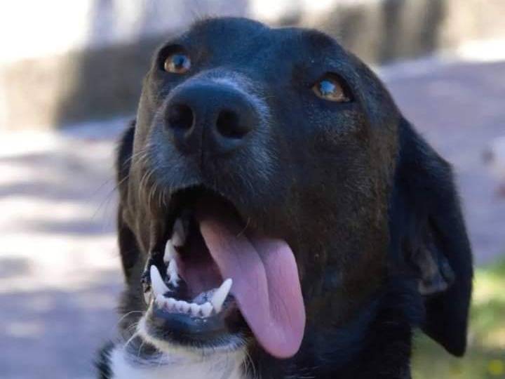 Adotta un cane, taglia media, femmina, Viterbo