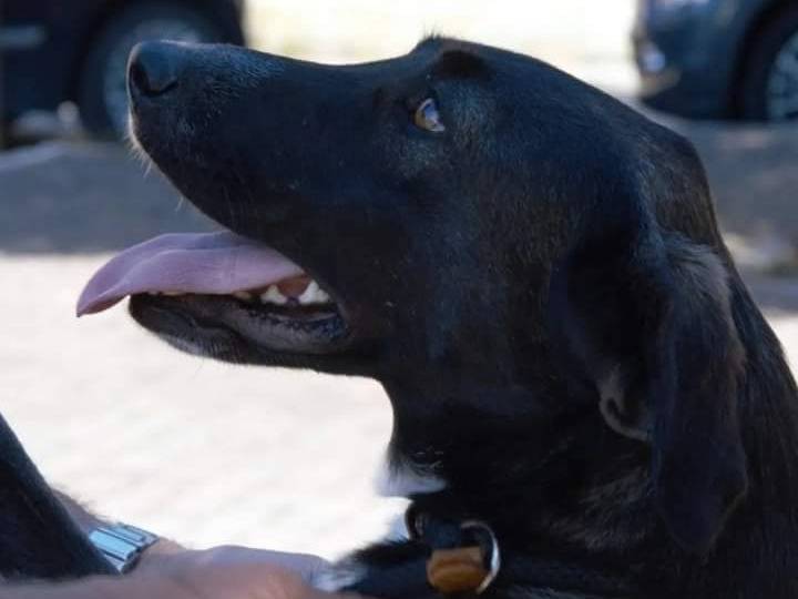 Vuoi adottare un cane a Viterbo?