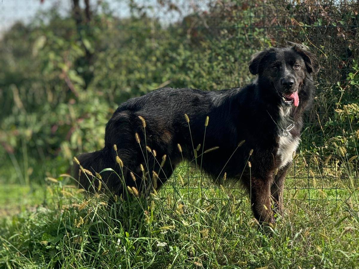 Foto dell'animale