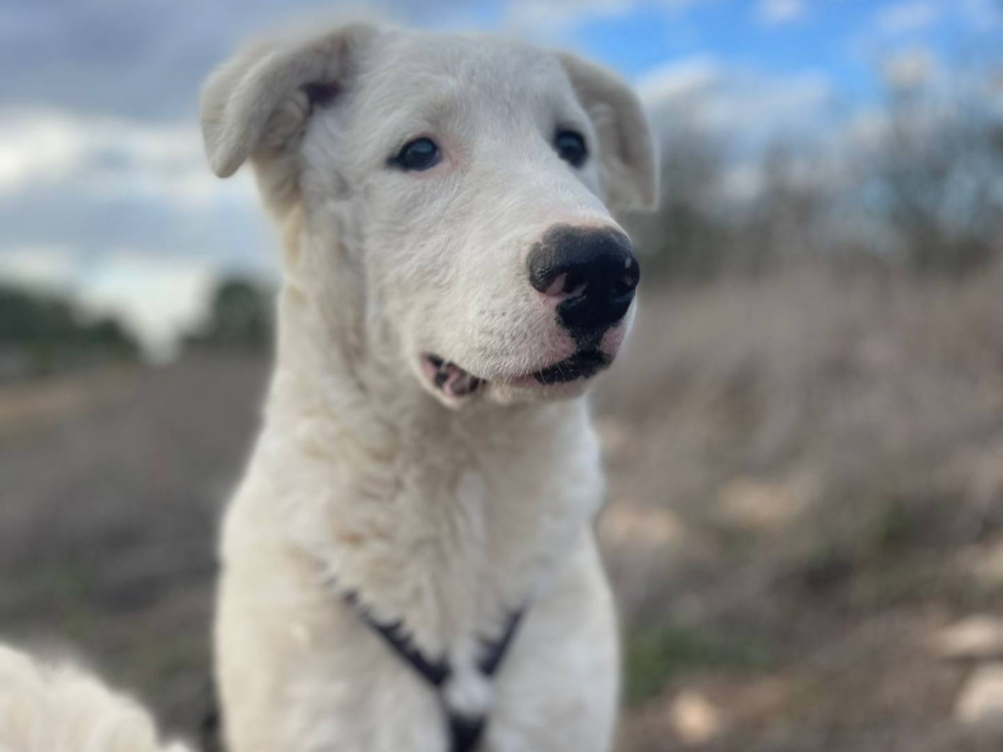 Adotta un cane, maschio, 1 anno, Bari