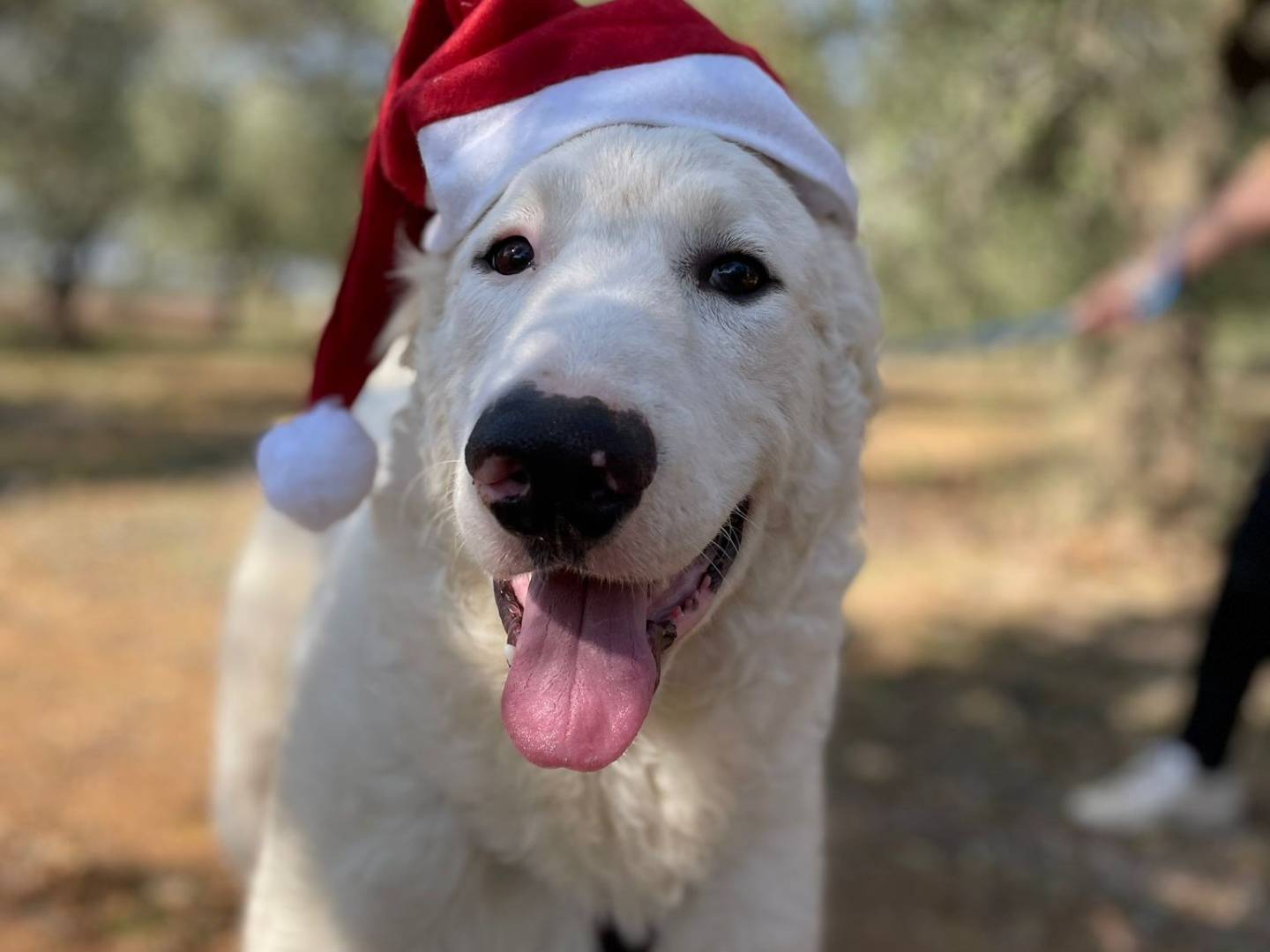 Adotta un cane, taglia grande, maschio, Bari