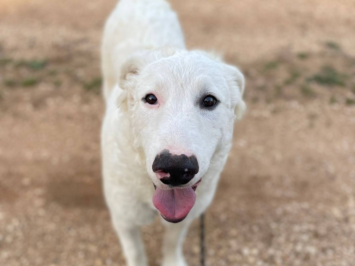 Vuoi adottare un cane a Bari?
