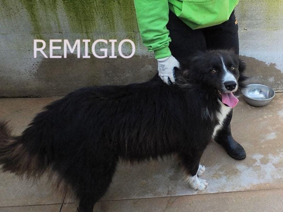 Foto dell'animale