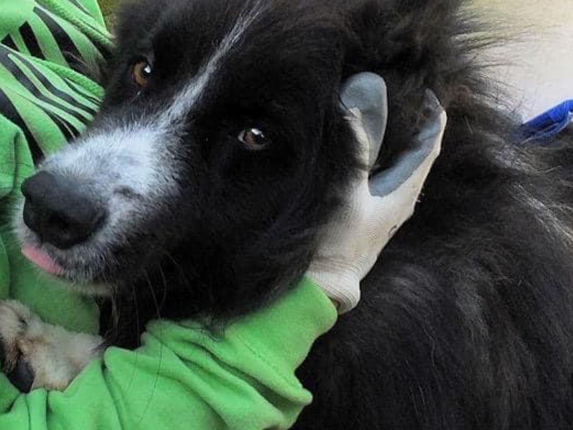Adotta un cane, maschio, 5 anni  e 1 mese, Frosinone