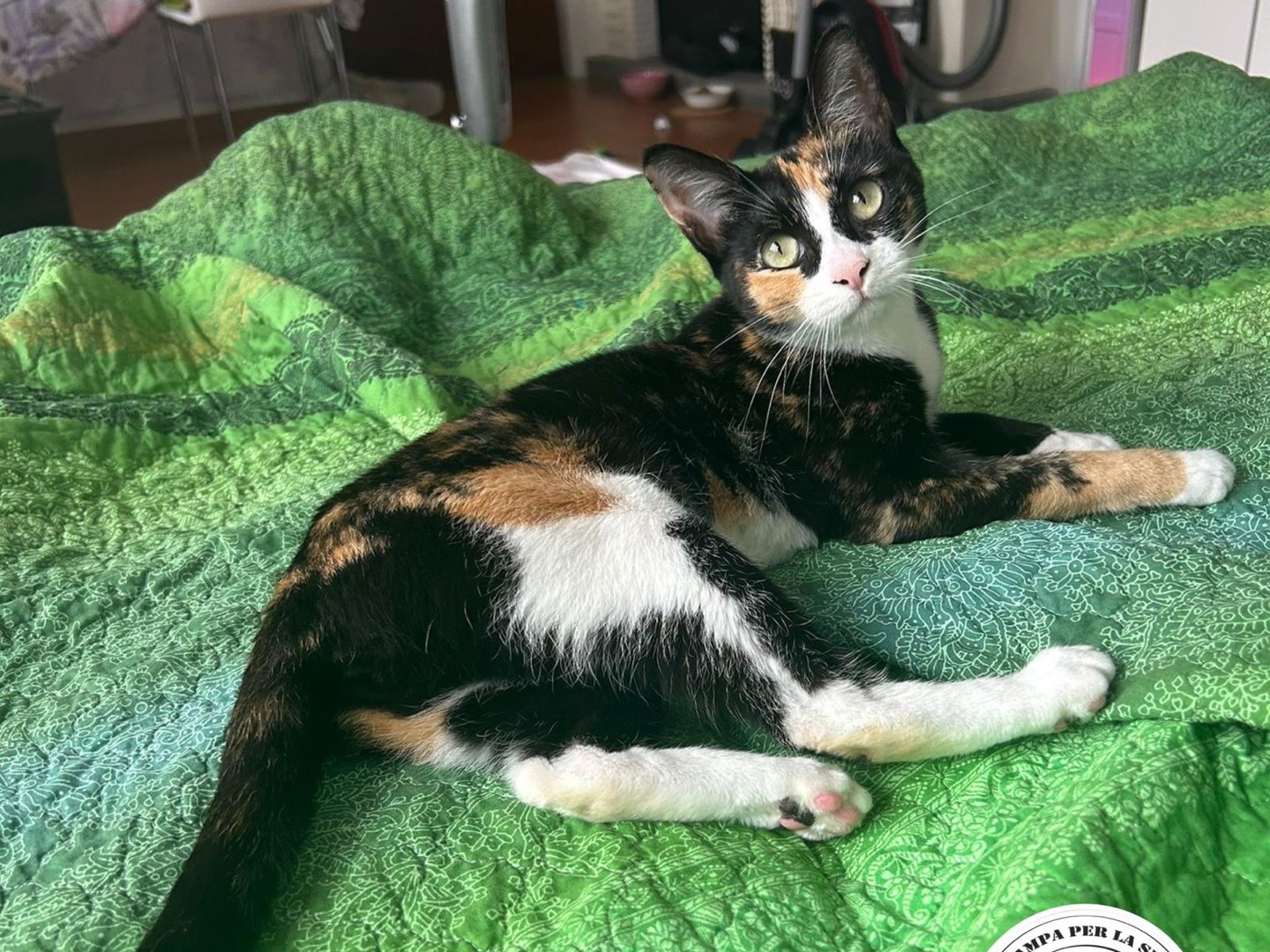 Adozione gatto, femmina, Razza sconosciuta Razza sconosciuta, 2 anni e 10 mesi, taglia non valida, Milano