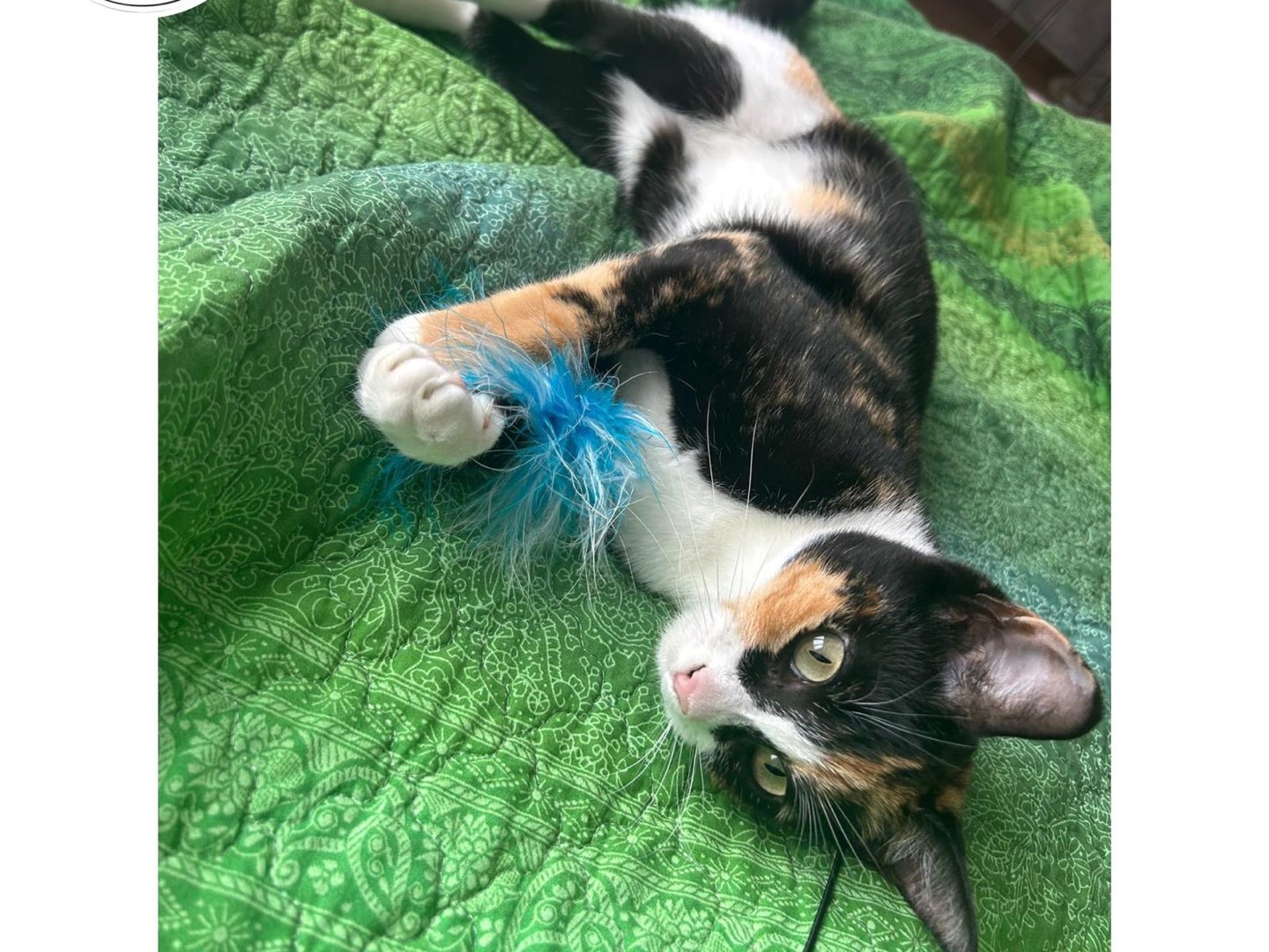 Adotta un gatto, femmina, 2 anni e 10 mesi, Milano