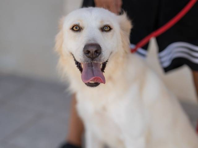 Adotta il cane Malva e Laila a Bari