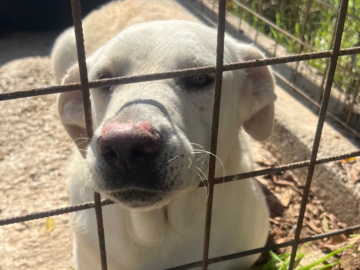 Foto dell'animale
