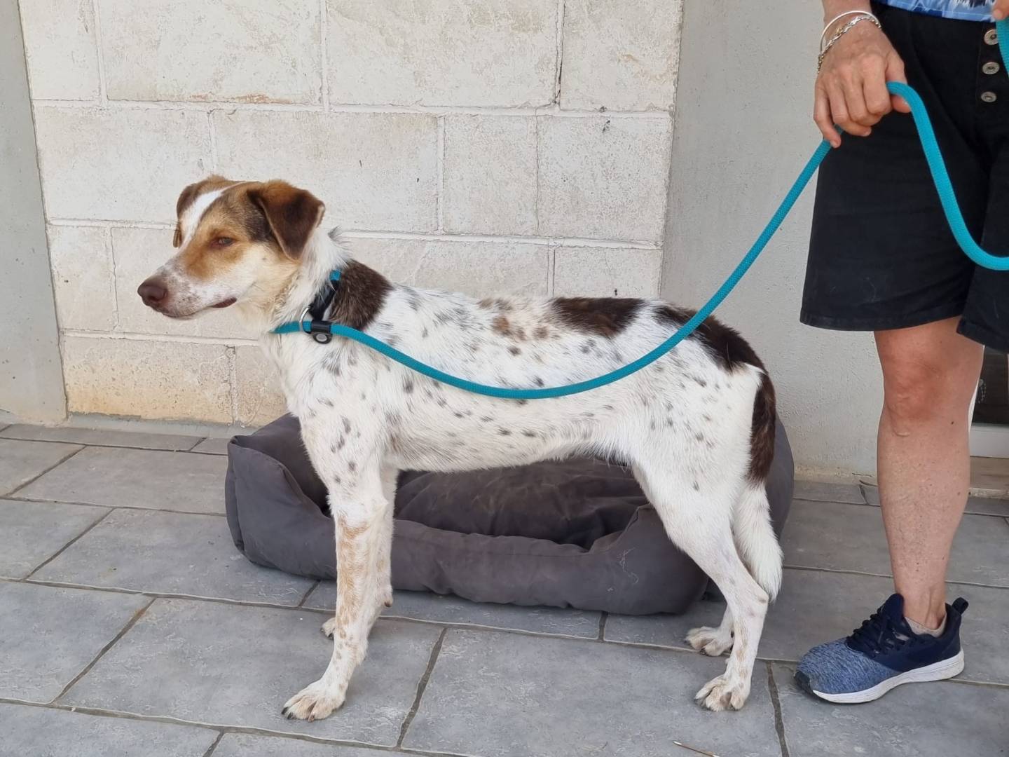 Foto dell'animale