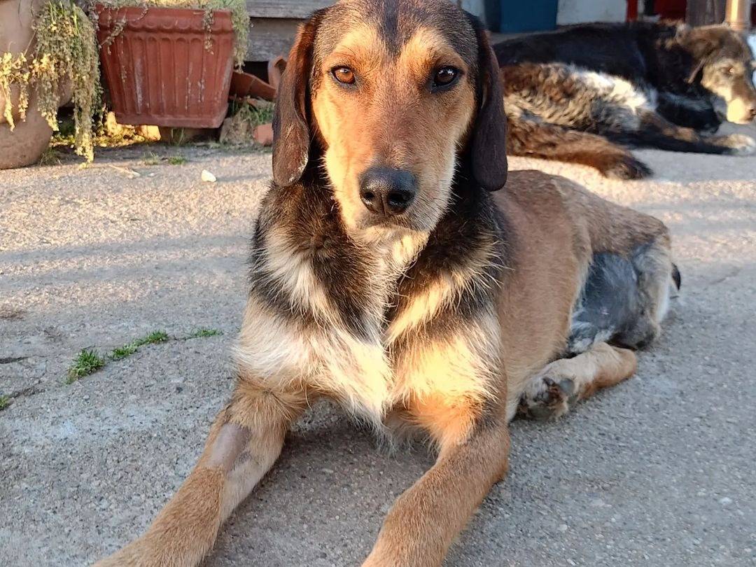 Adotta un cane, maschio, 4 anni  e 1 mese, Catanzaro