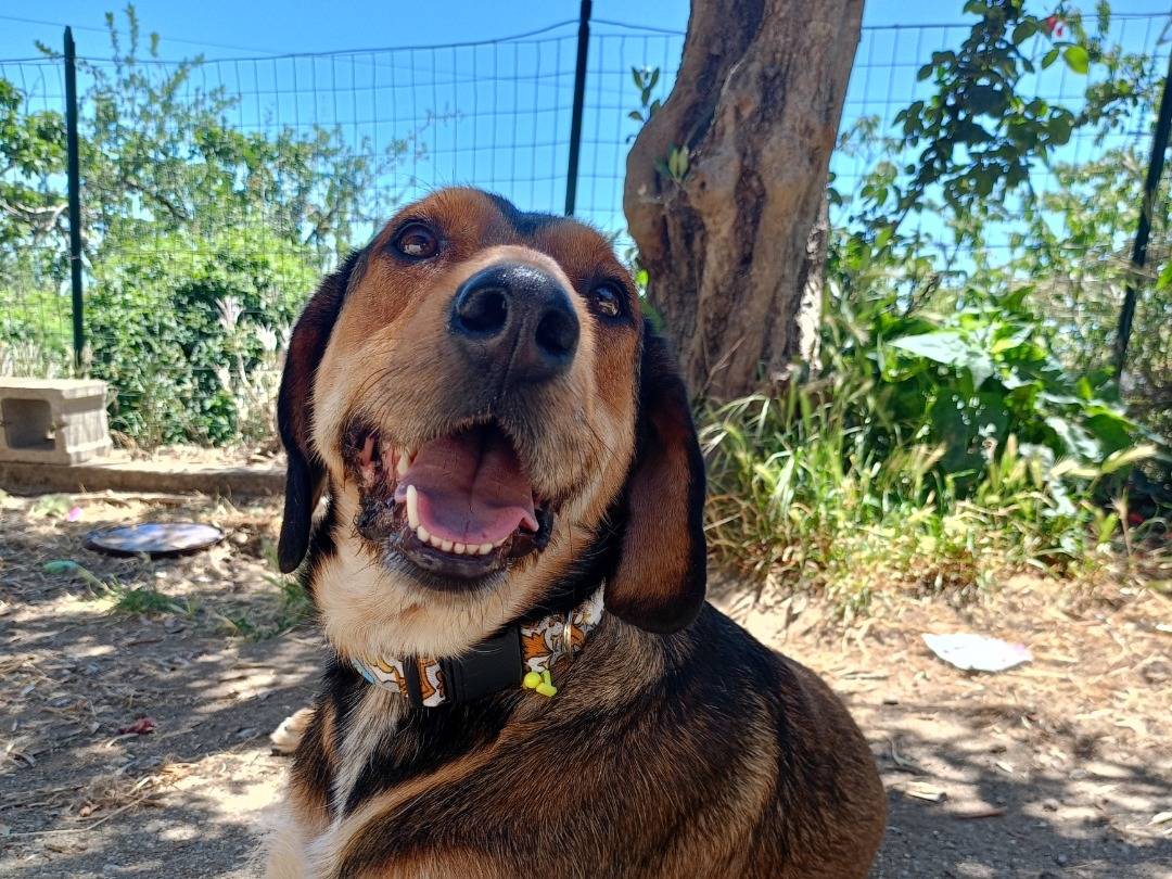 Adotta un cane, taglia media, maschio, Catanzaro