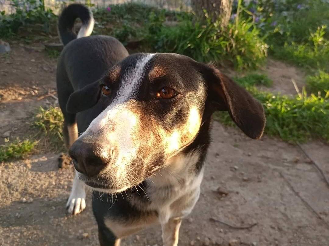 Adozione cane, femmina, Razza sconosciuta Razza sconosciuta, 3 anni , taglia media, Catanzaro