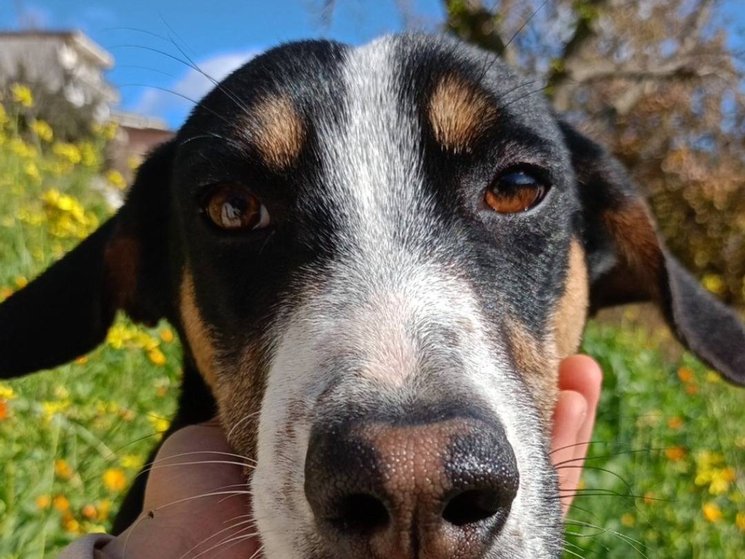 Adotta un cane, taglia media, femmina, Catanzaro