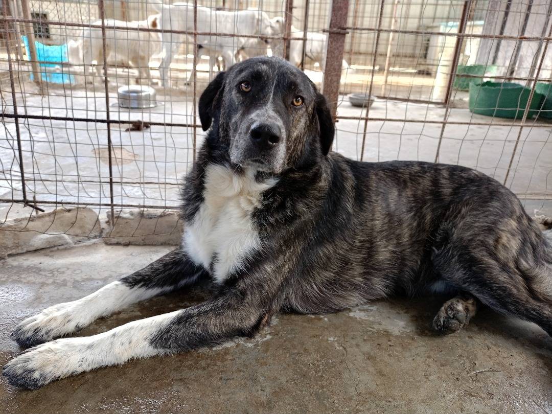 Adotta un cane, maschio, 4 anni  e 11 mesi , Catanzaro