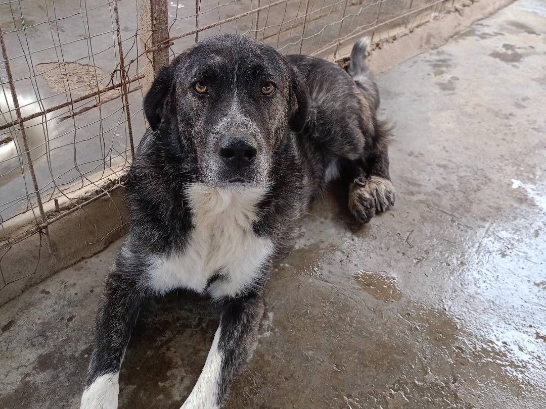 Adotta il cane Rufus a Catanzaro