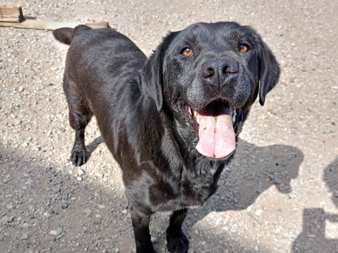 Adotta un cane, femmina, 6 anni  e 10 mesi , Catanzaro