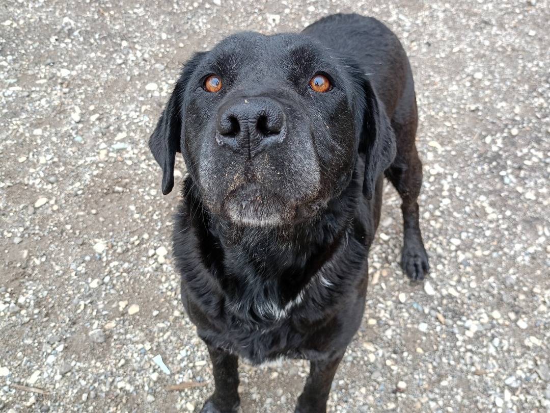 Adotta un cane, taglia media, femmina, Catanzaro