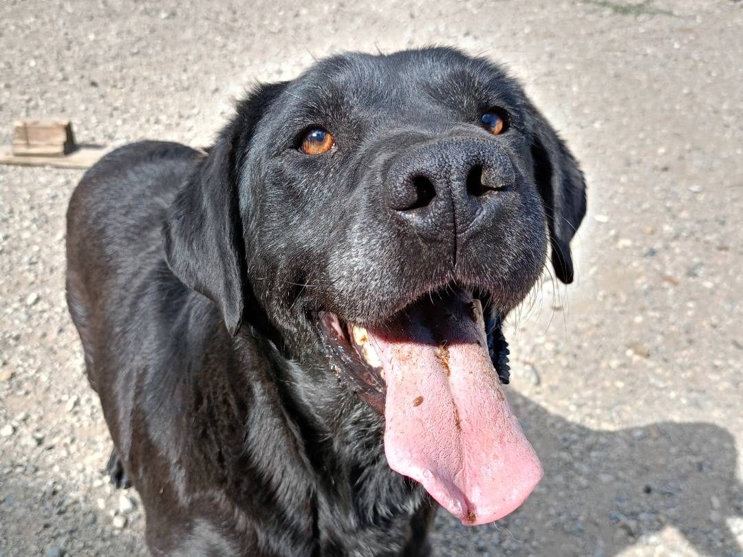 Vuoi adottare un cane a Catanzaro?
