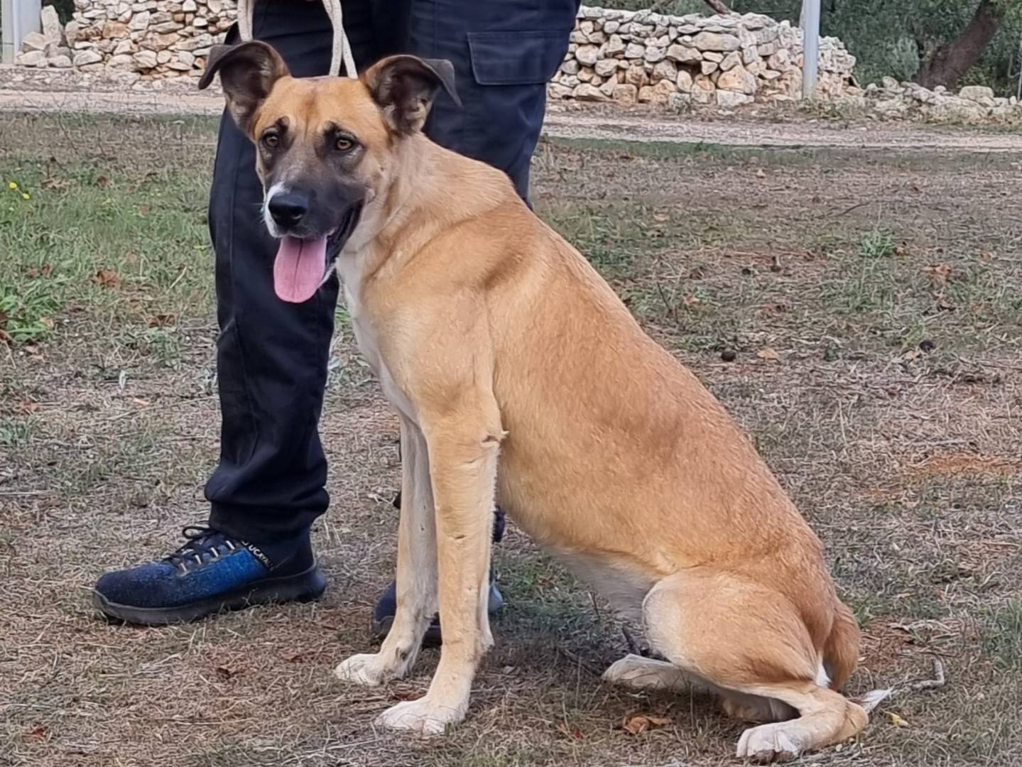 Adotta un cane, femmina, 2 anni  e 3 mesi , Bari