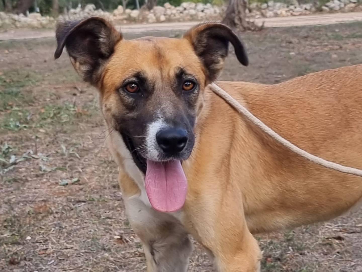 Adotta un cane, taglia media, femmina, Bari