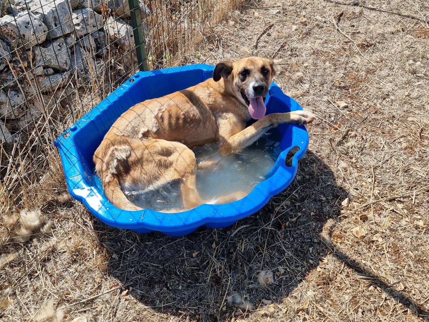 Adotta il cane PITA a Bari