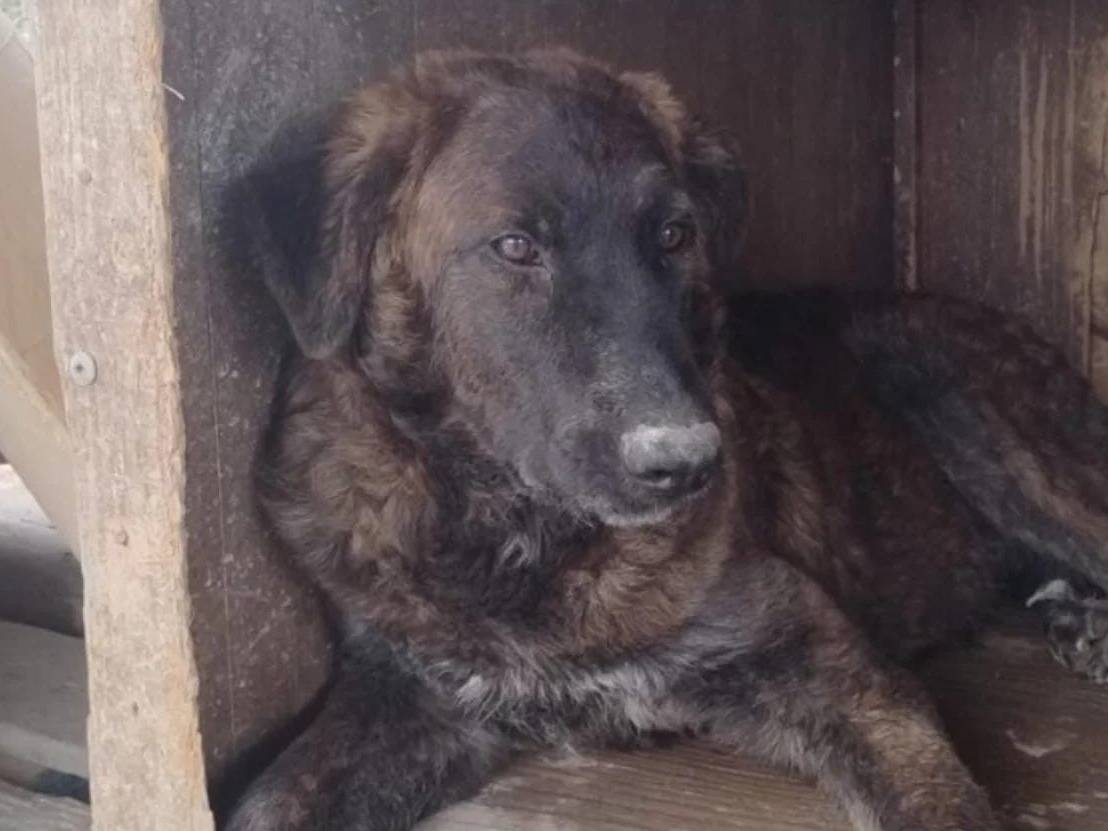 Adotta un cane, taglia grande, maschio, Crotone