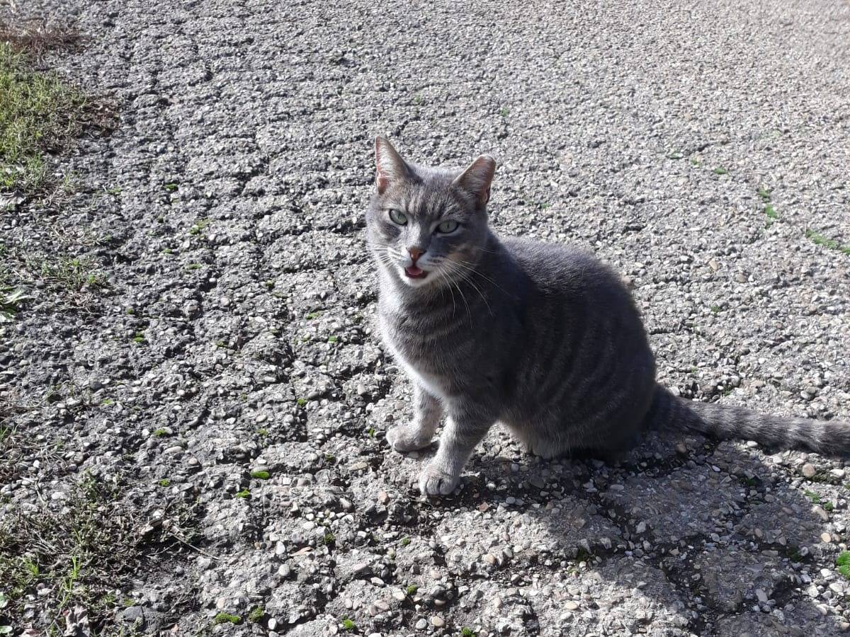 Foto dell'animale