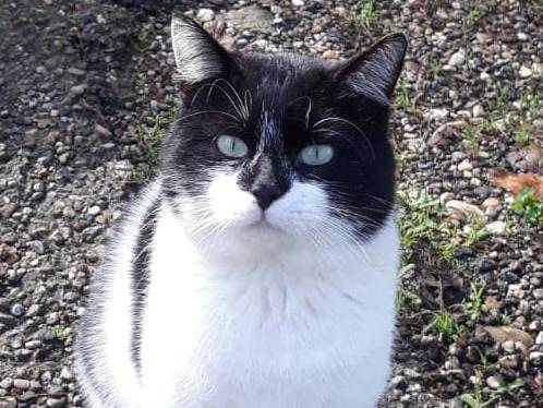 Adozione gatto, maschio, Razza sconosciuta Razza sconosciuta, 1 anno e 11 mesi , taglia non valida, Viterbo