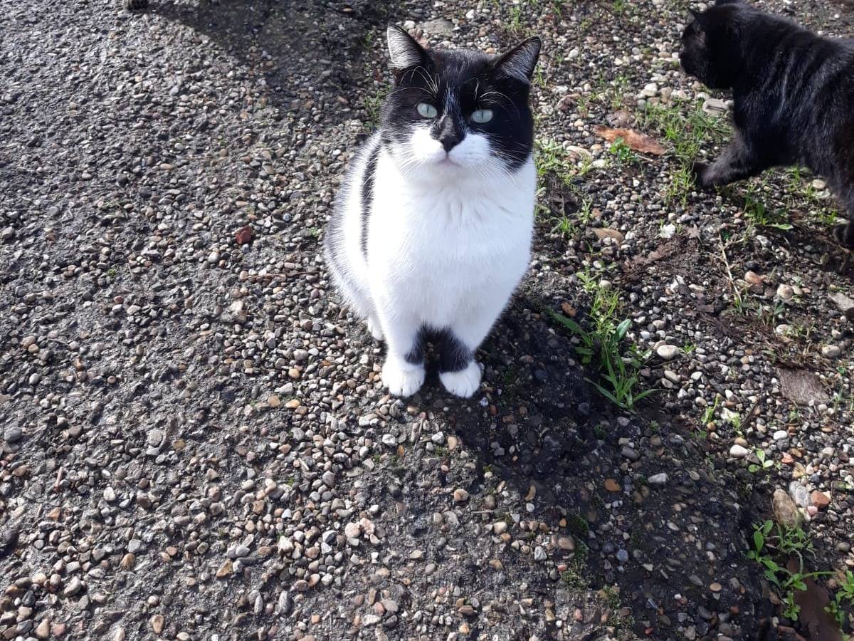 Adotta un gatto, maschio, 1 anno e 11 mesi , Viterbo