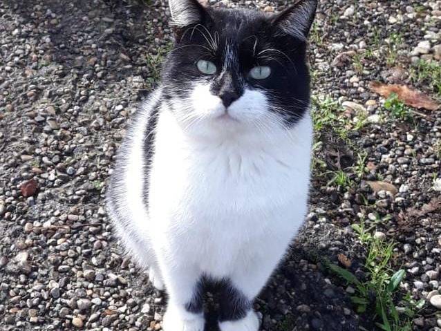 Adotta un gatto, taglia non valida, maschio, Viterbo