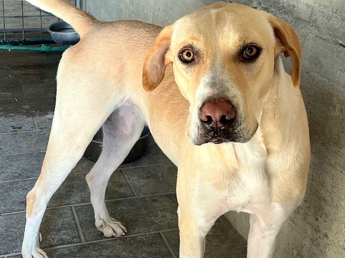 Adozione cane, femmina, Labrador Retriever Razza sconosciuta, 1 anno e 3 mesi , taglia media, Teramo
