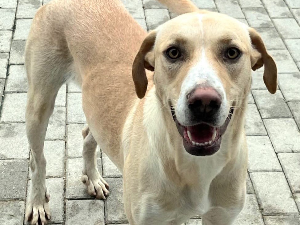 Adotta un cane, femmina, 1 anno e 3 mesi , Teramo