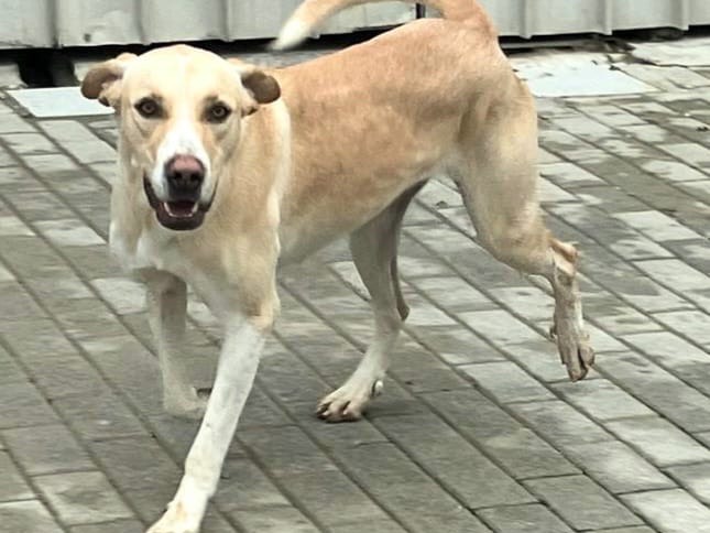 Adotta un cane, taglia media, femmina, Teramo