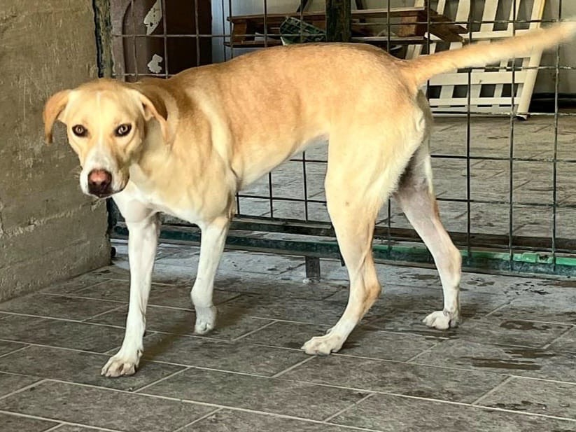 Vuoi adottare un cane a Teramo?