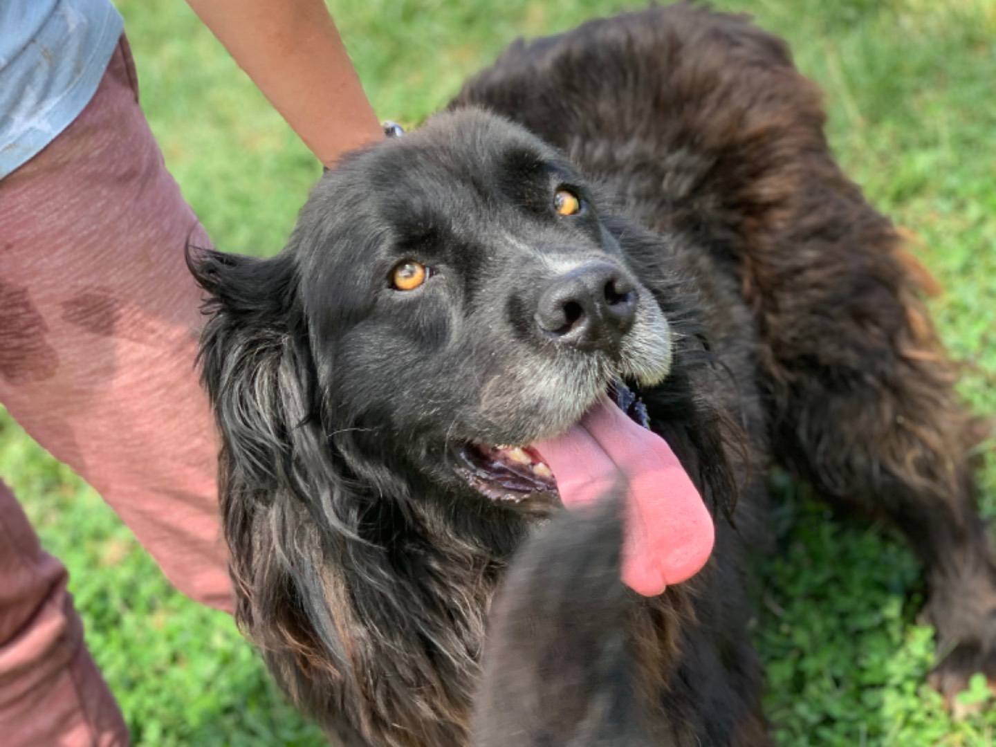 Adotta il cane Nadal a Frosinone