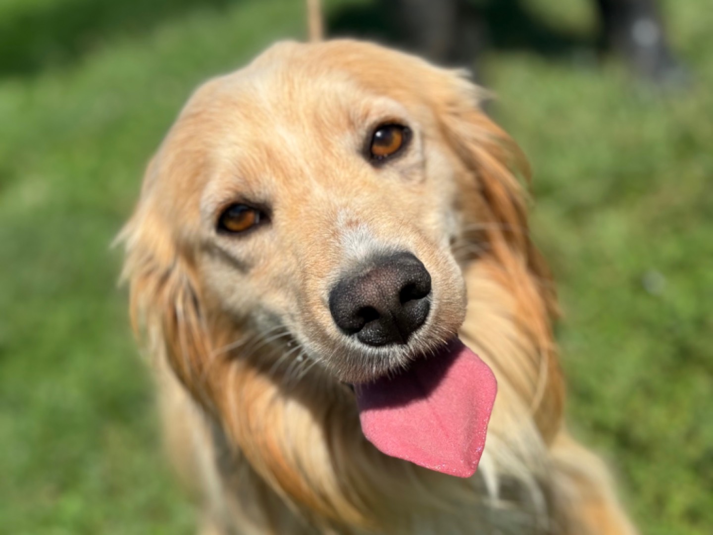 Adotta un cane, maschio, 2 anni , Frosinone