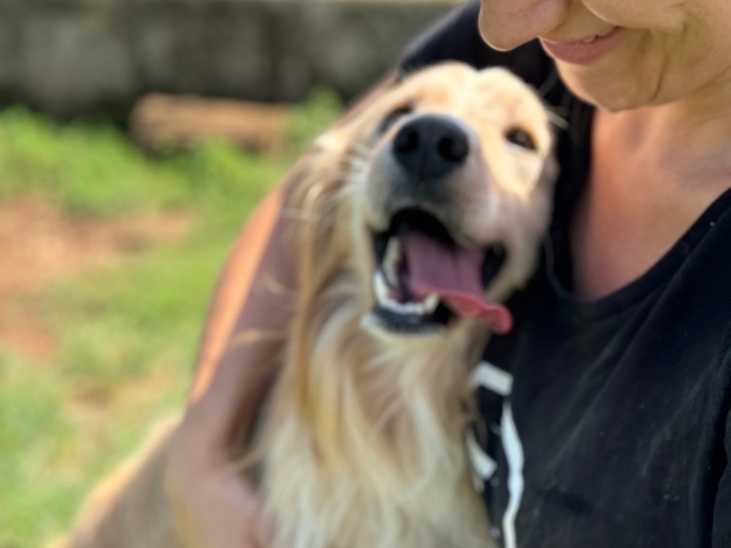 Adotta un cane, taglia media, maschio, Frosinone
