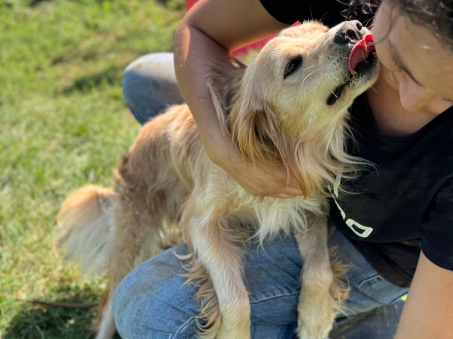 Vuoi adottare un cane a Frosinone?