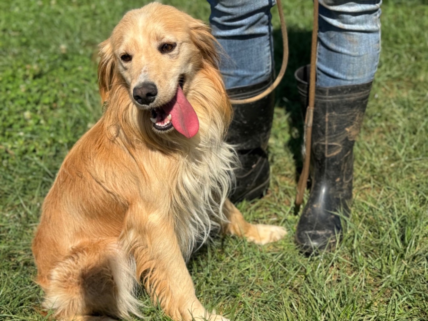Adotta il cane Happy a Frosinone