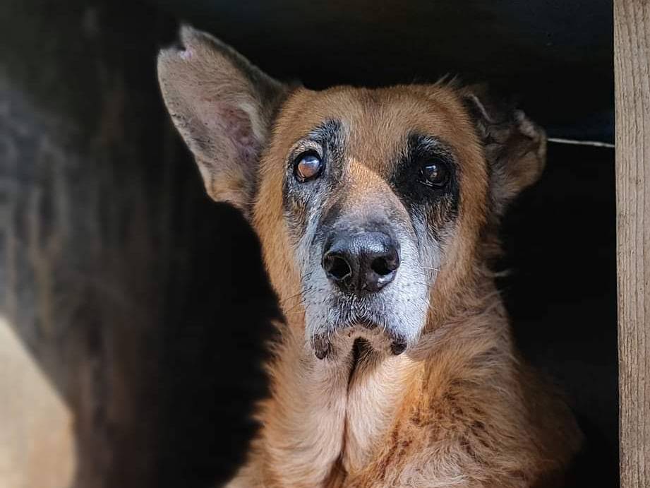 Foto dell'animale