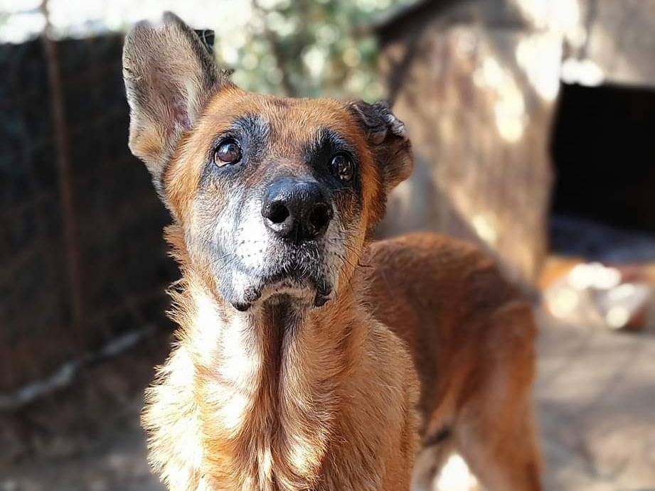 Adotta un cane, taglia grande, femmina, Messina