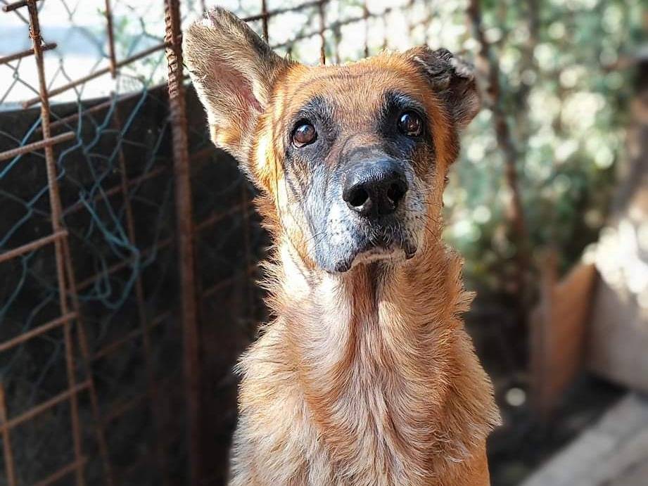 Vuoi adottare un cane a Messina?