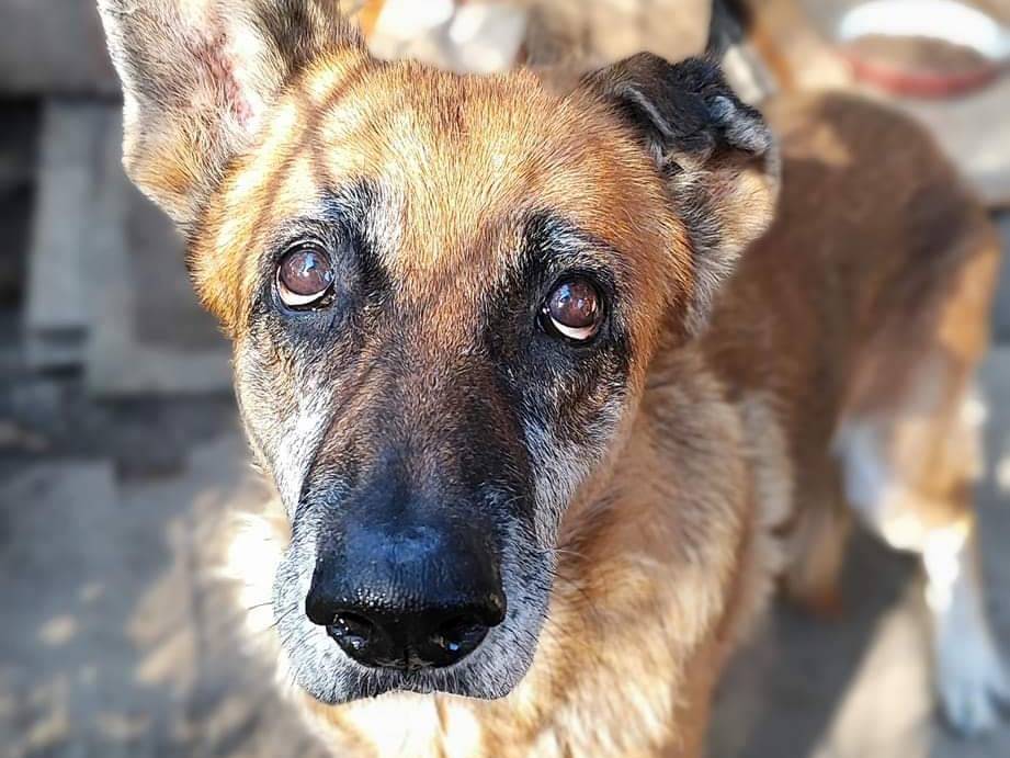 Adotta il cane DIANA a Messina