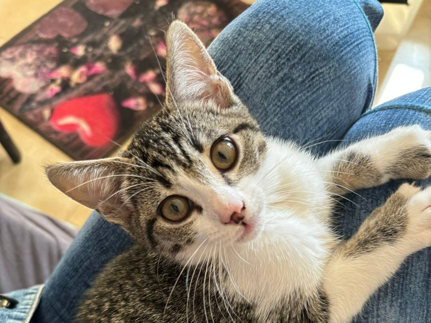 Adotta un gatto, femmina, 1 anno e 5 mesi, Chieti