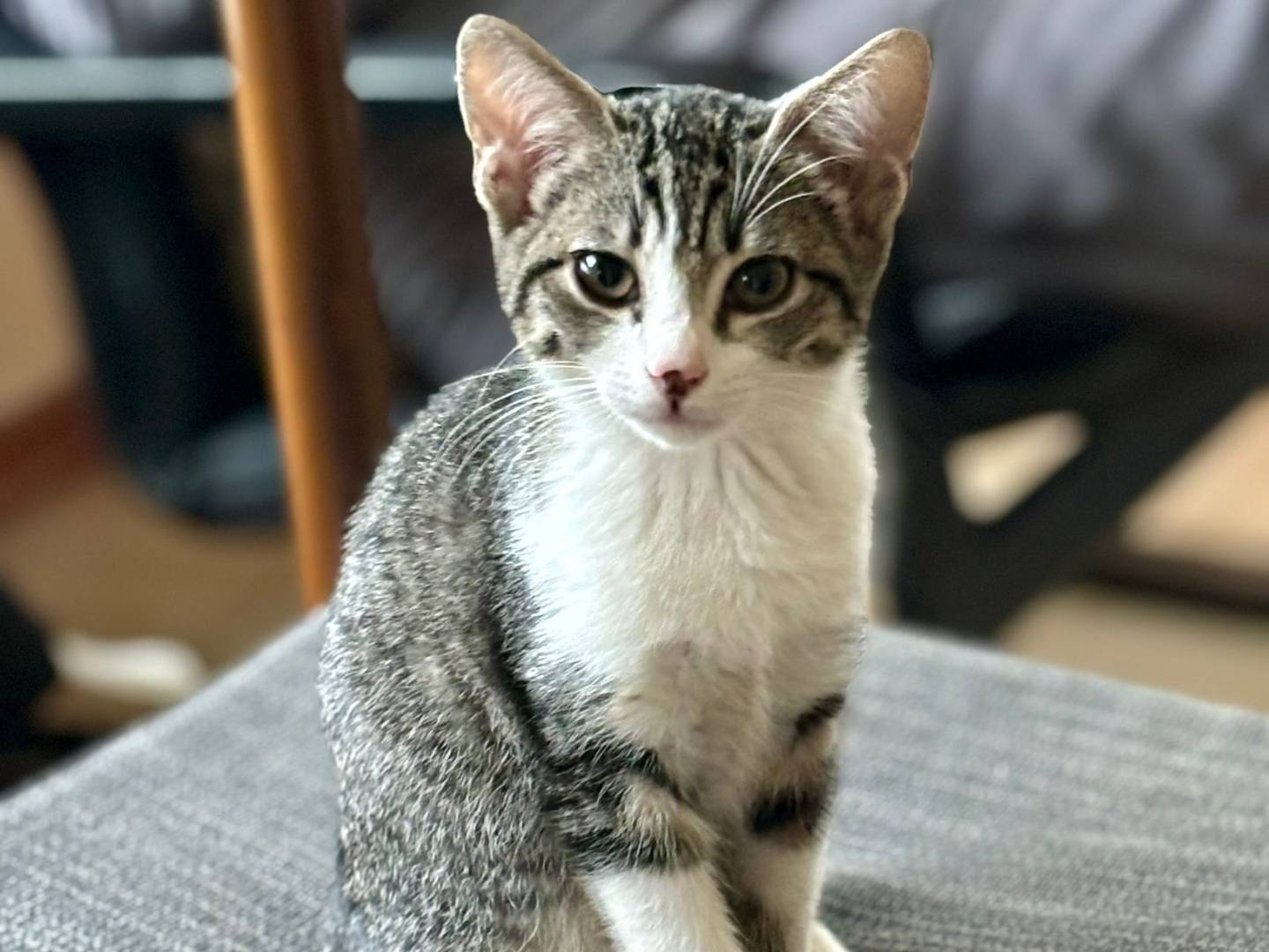 Adotta un gatto, taglia non valida, femmina, Chieti